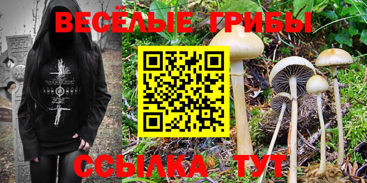 Псилоцибиновые грибы Psilocybine cubensis  Галлюциногенные грибы прущие грибы  Славянск-на-Кубани  Вход с VPN 